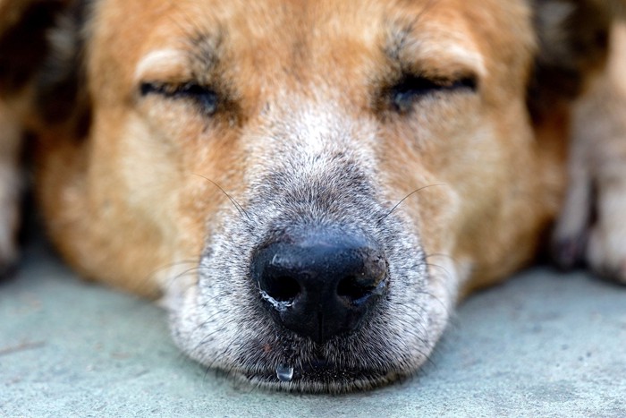 犬の鼻水