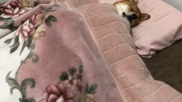 毛布で眠っているのは…