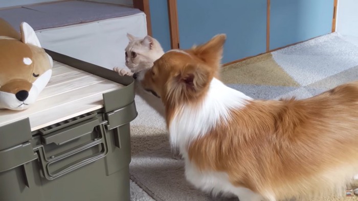 ぬいぐるみを見る犬と猫