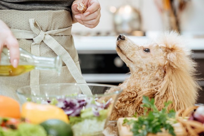 キッチンで料理中の飼い主を見つめる犬