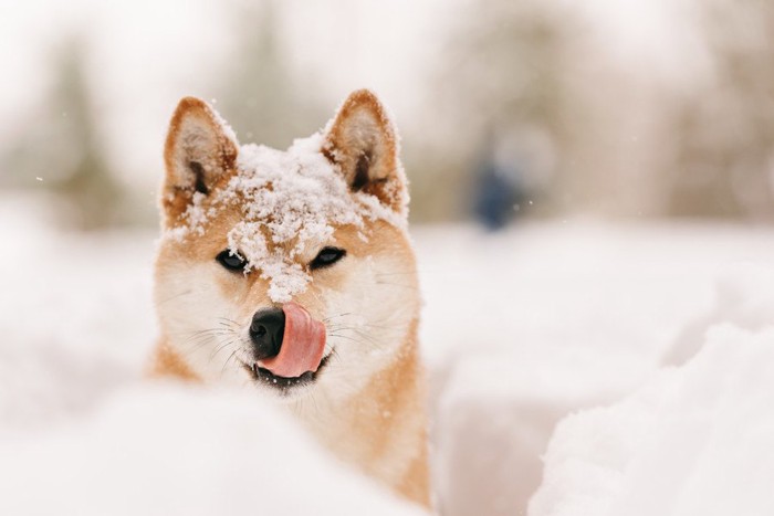 雪をかぶる柴犬