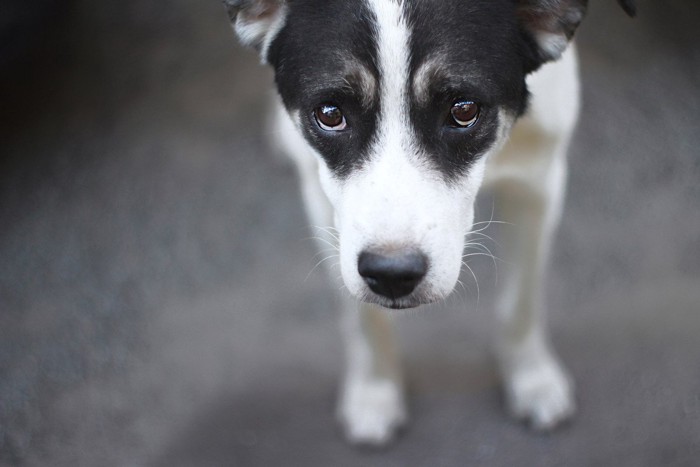 悲しそうな顔の犬