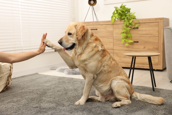 ハイタッチしている犬