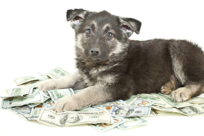 お金と犬