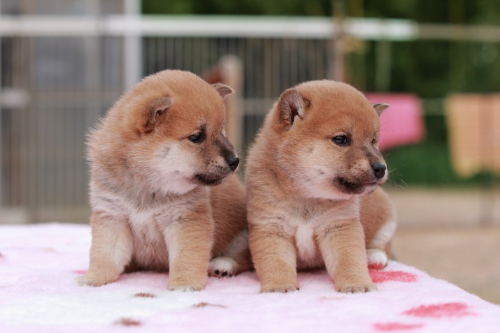 二匹の豆柴の子犬