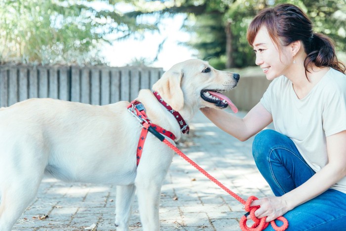 褒められている犬