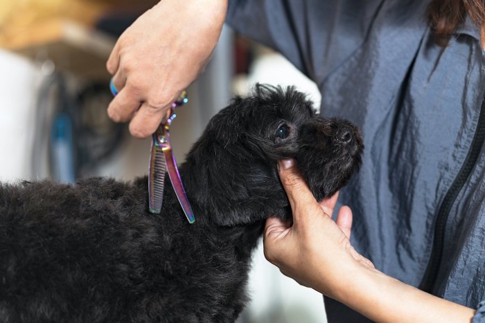 サロンでカットされている犬