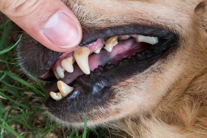 歯をむき出しにされている犬