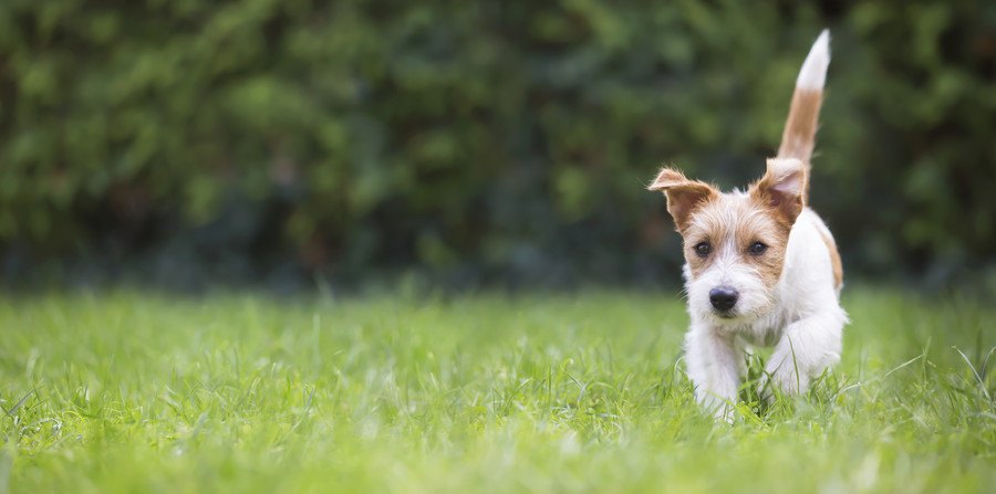 尻尾を立てて走る犬