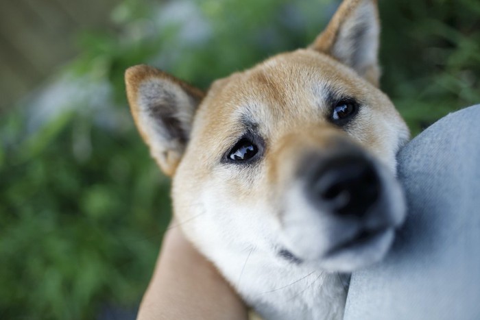 飼い主を見上げて甘える柴犬