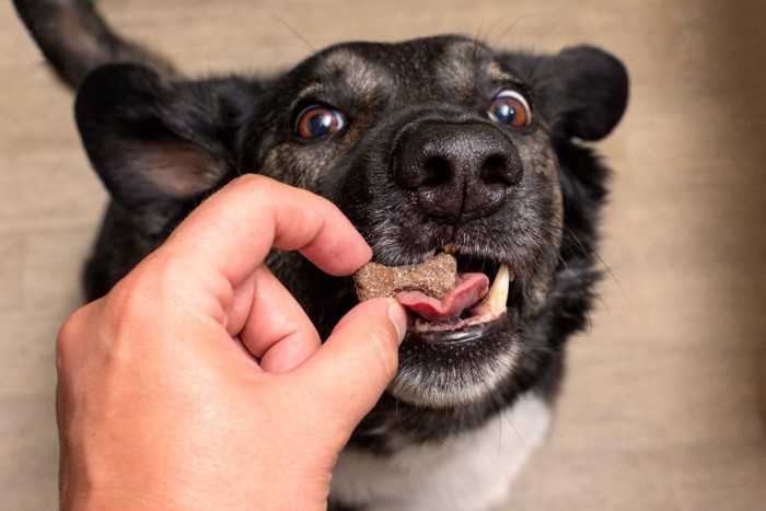 トリーツをもらっている犬