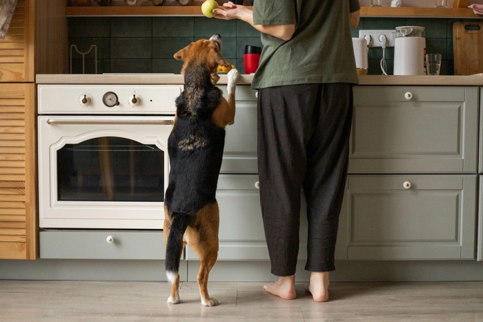 飼い主と犬のキッチンでの風景