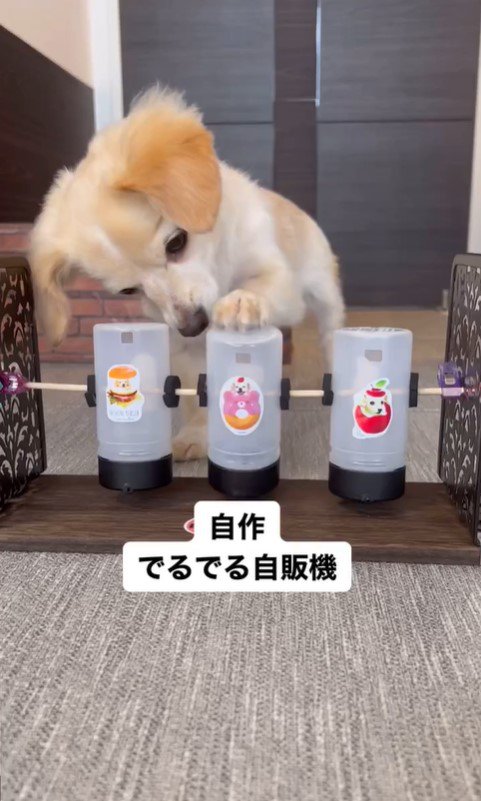 知育玩具で遊ぶミミちゃん