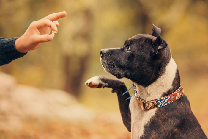 トレーニング中の犬