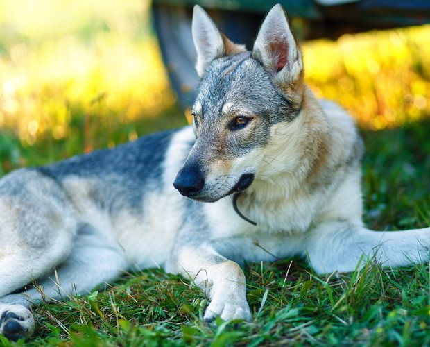 狼犬を飼ってみたい！種類と値段、性格や特徴、飼い方まで | わんちゃんホンポ