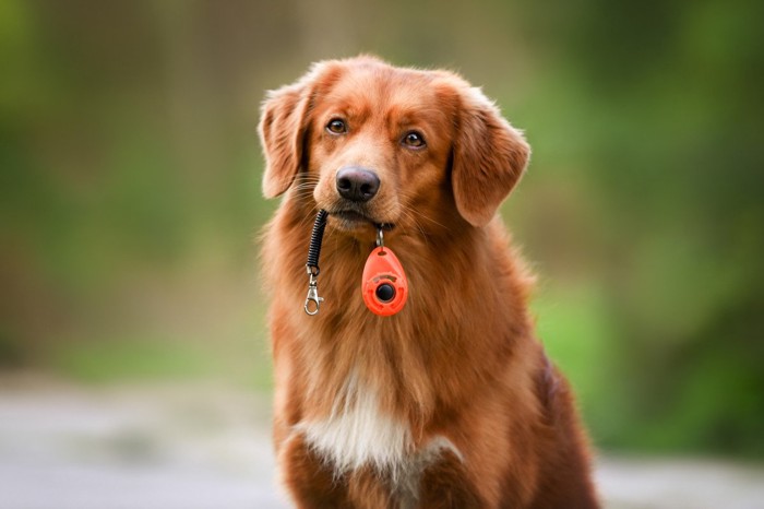 クリッカーをくわえている犬