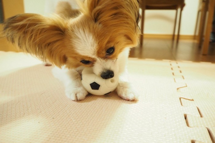 ボールで遊ぶ犬