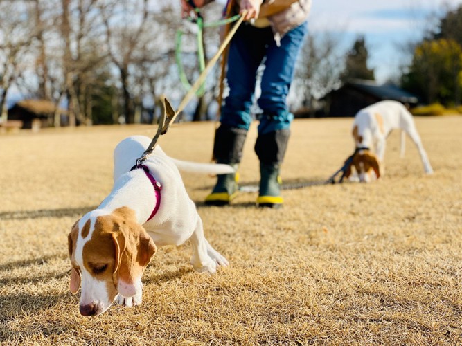 冬の公園を散歩する2匹の犬