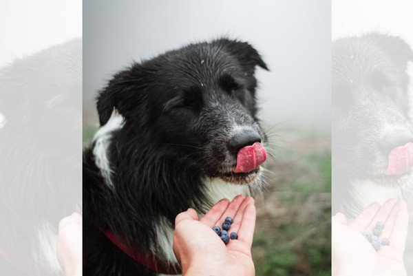 犬にブルーベリーを与えるときの注意点