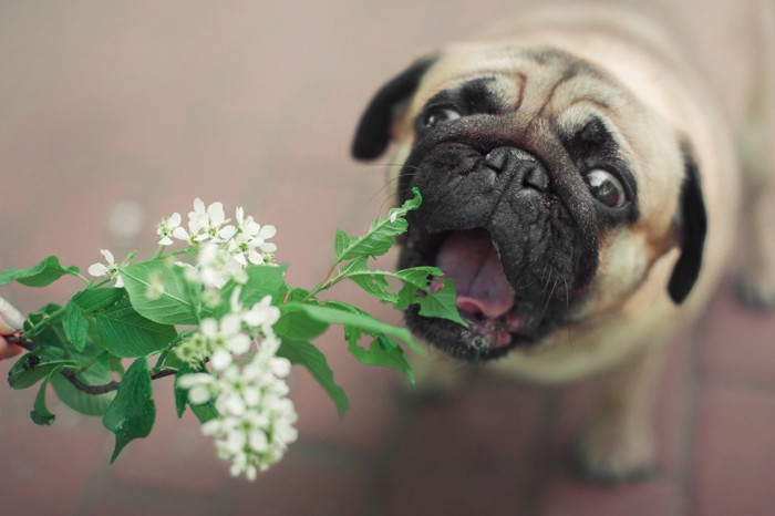 ドクダミを食べようとしている犬