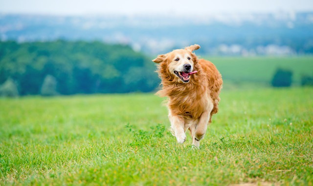 気持ちよさそうに走る犬