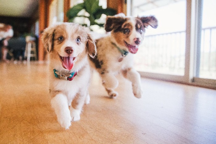 室内を駆け回る子犬