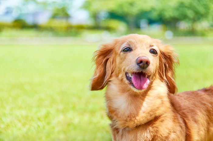 笑顔の犬