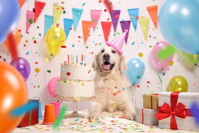 お誕生日の犬