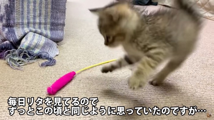 保護された子猫のリタちゃん