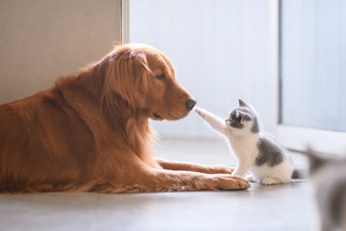 ゴールデンレトリバーと子猫