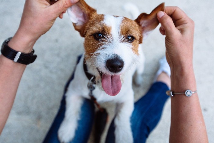 散歩する犬