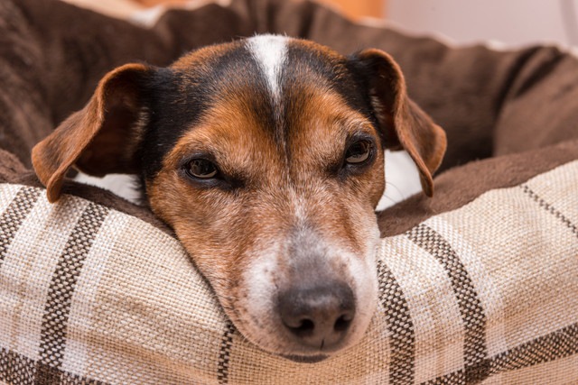 病気になっている犬