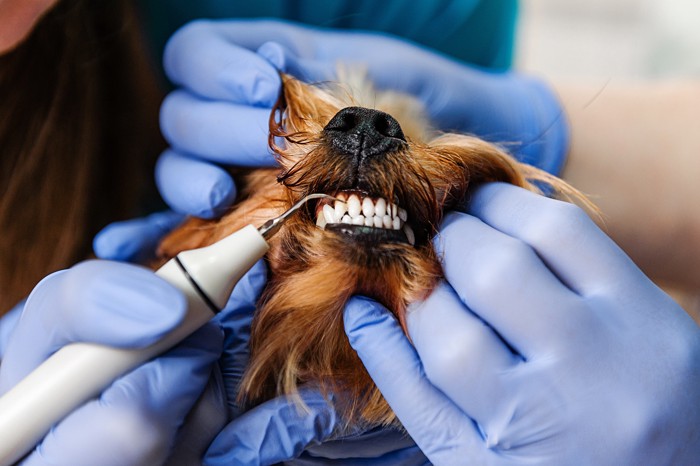 歯をスケーラーで掃除されている犬