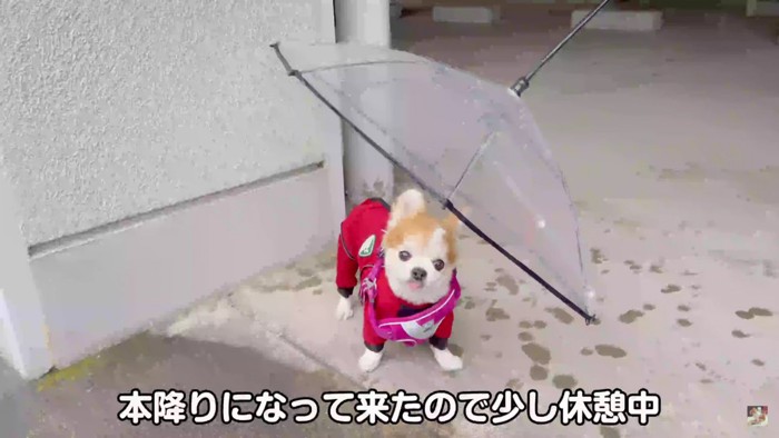 一休みついでに雨宿り