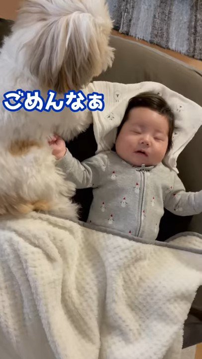 寝ている赤ちゃんと犬