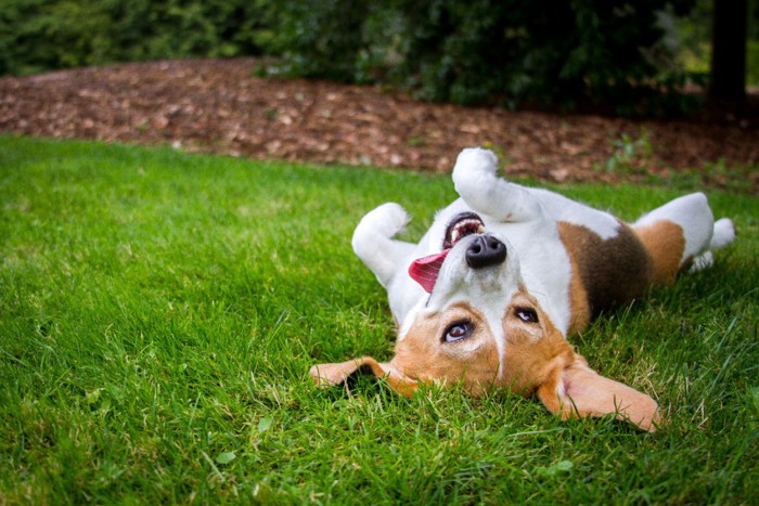 転がる犬