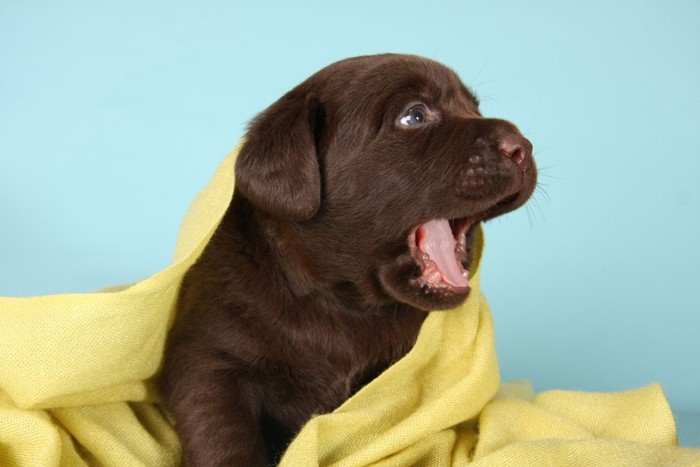 鳴く子犬