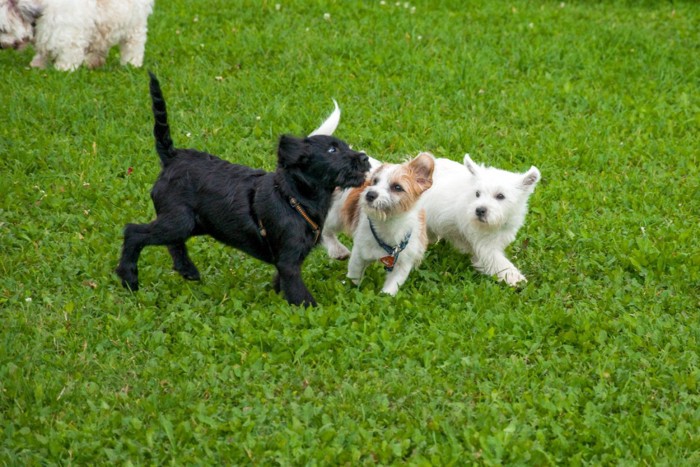 遊ぶ子犬たち