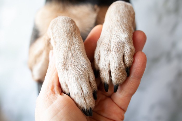 手に両前足を乗せる犬