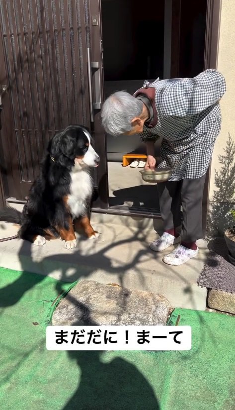 「まて」と指示を出します