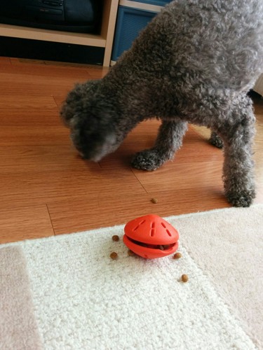 知育玩具でフードを食べる犬