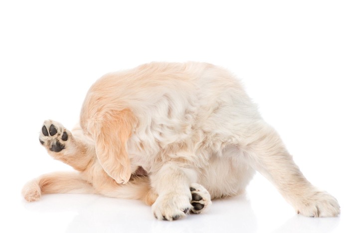 陰部を舐める子犬