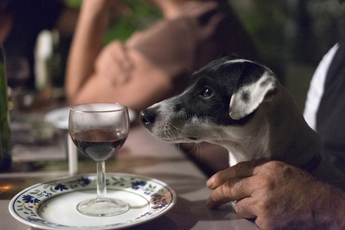 グラスに入ったワインを嗅ぐ犬
