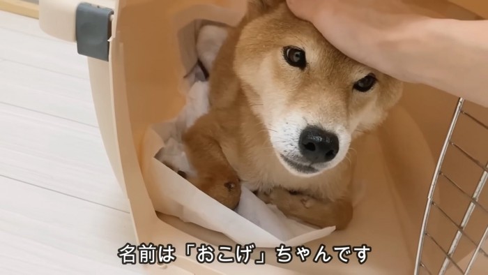 控えめな性格のおこげちゃん