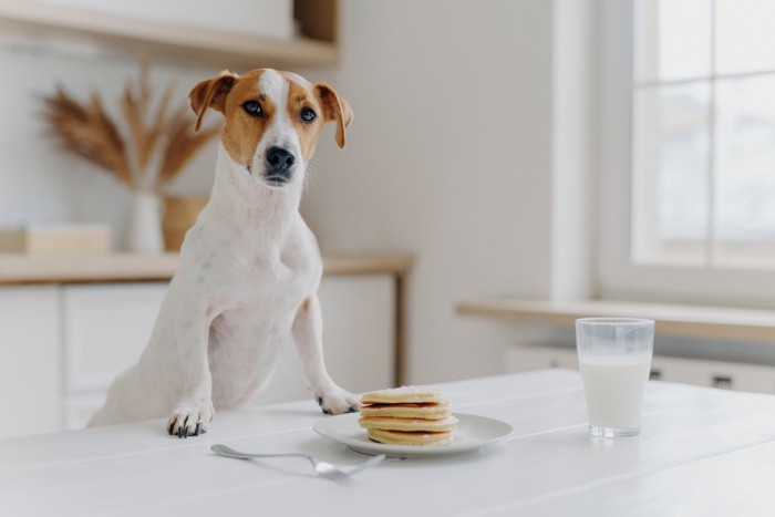 パンケーキと犬