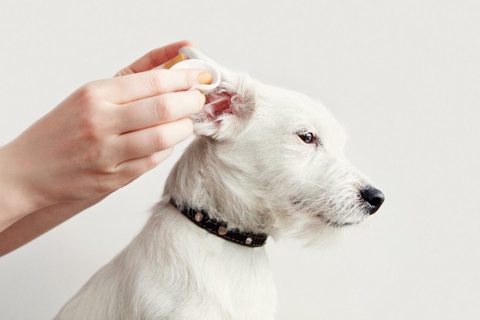 耳掃除される白い犬