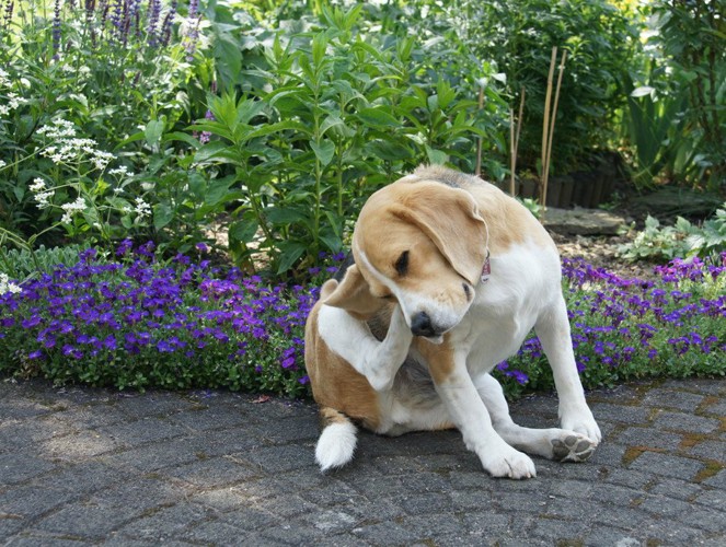 体をかく犬