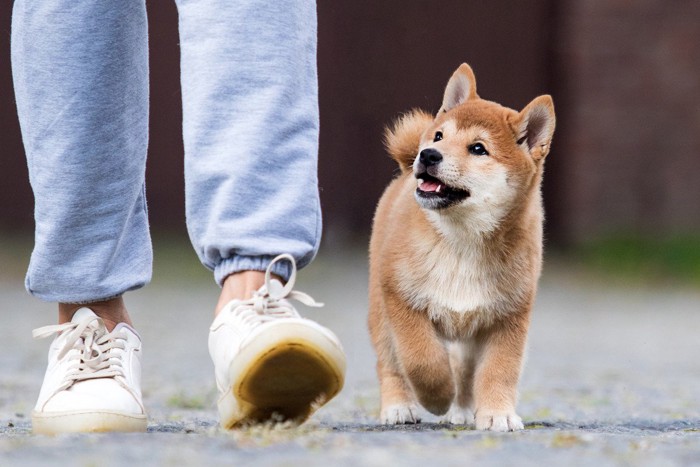 歩きながら話しかけるような柴犬