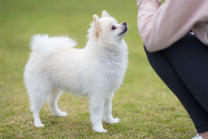 しゃがむ人を見つめる白い犬