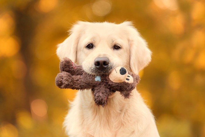 口にぬいぐるみをくわえて遊んで欲しそうな大型犬